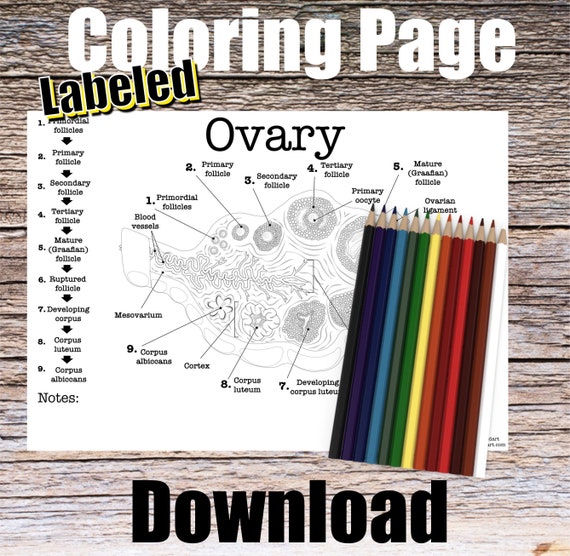 Ovary Anatomy Coloring Page- LABELED- Digital Download Female Reproductive Anatomy Diagram Anatomy Worksheet Med PA RN Student Study Notes