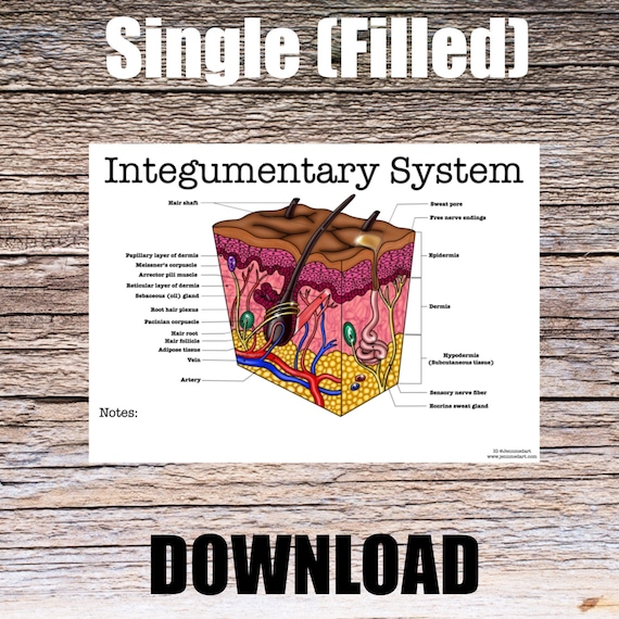 Integumentary System Anatomy Worksheet- Single FILLED- Digital Download Human Anatomy Chart Learning Anatomy Medical Poster Student