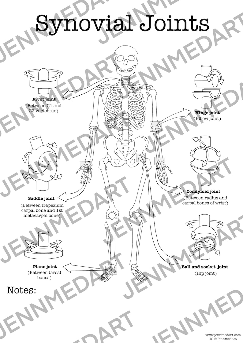 Synovial Joints Anatomy Coloring Page LABELED Digital Download Bone ...