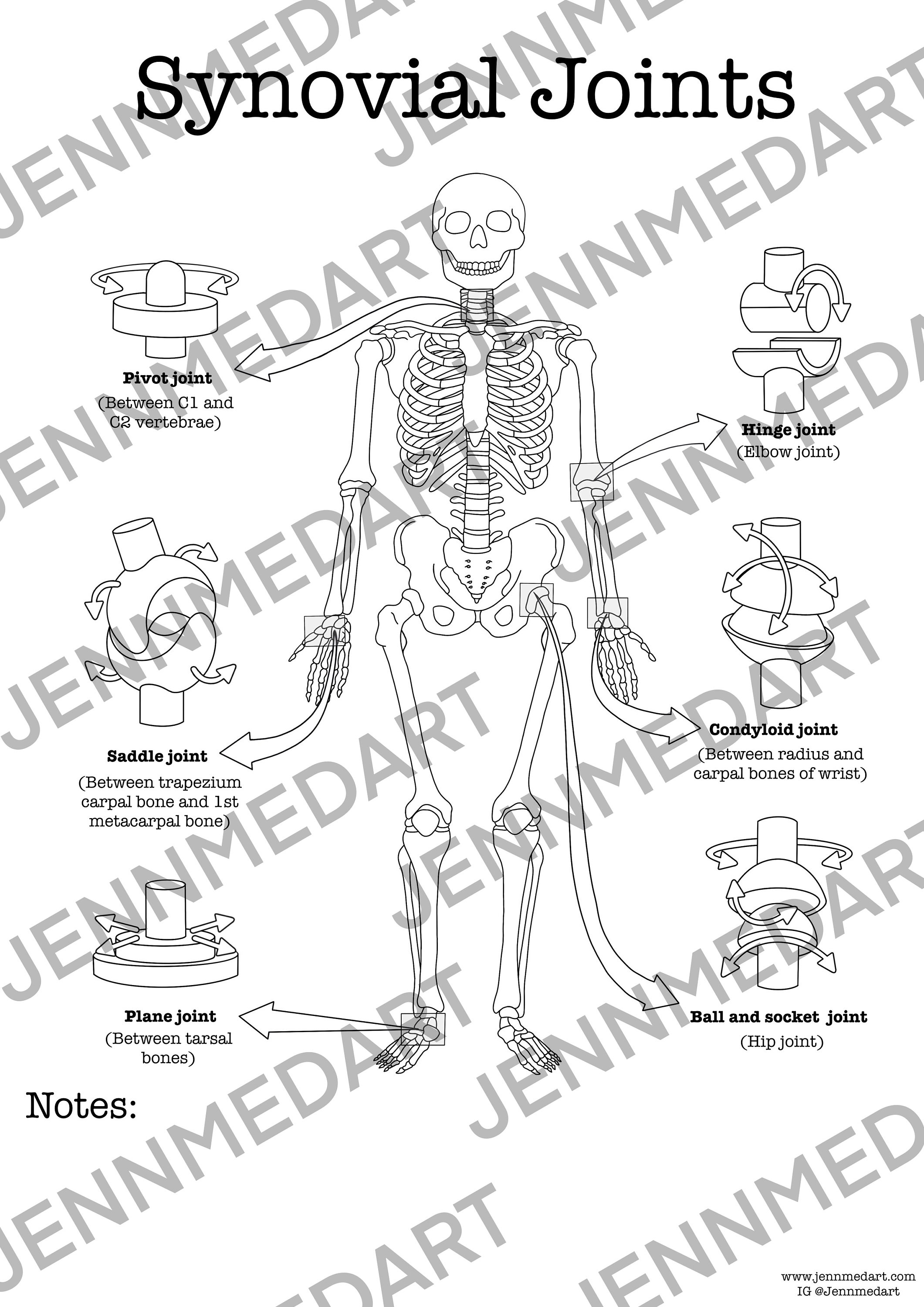 Synovial Joints: The Ultimate Drag And Drop Challenge - y9ryv3x