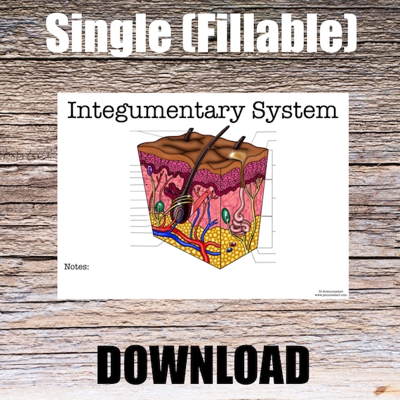 Integumentary System Anatomy Worksheet- Single FILLABLE- Digital Download Human Anatomy Notes Study Learning Anatomy Medical Poster Student