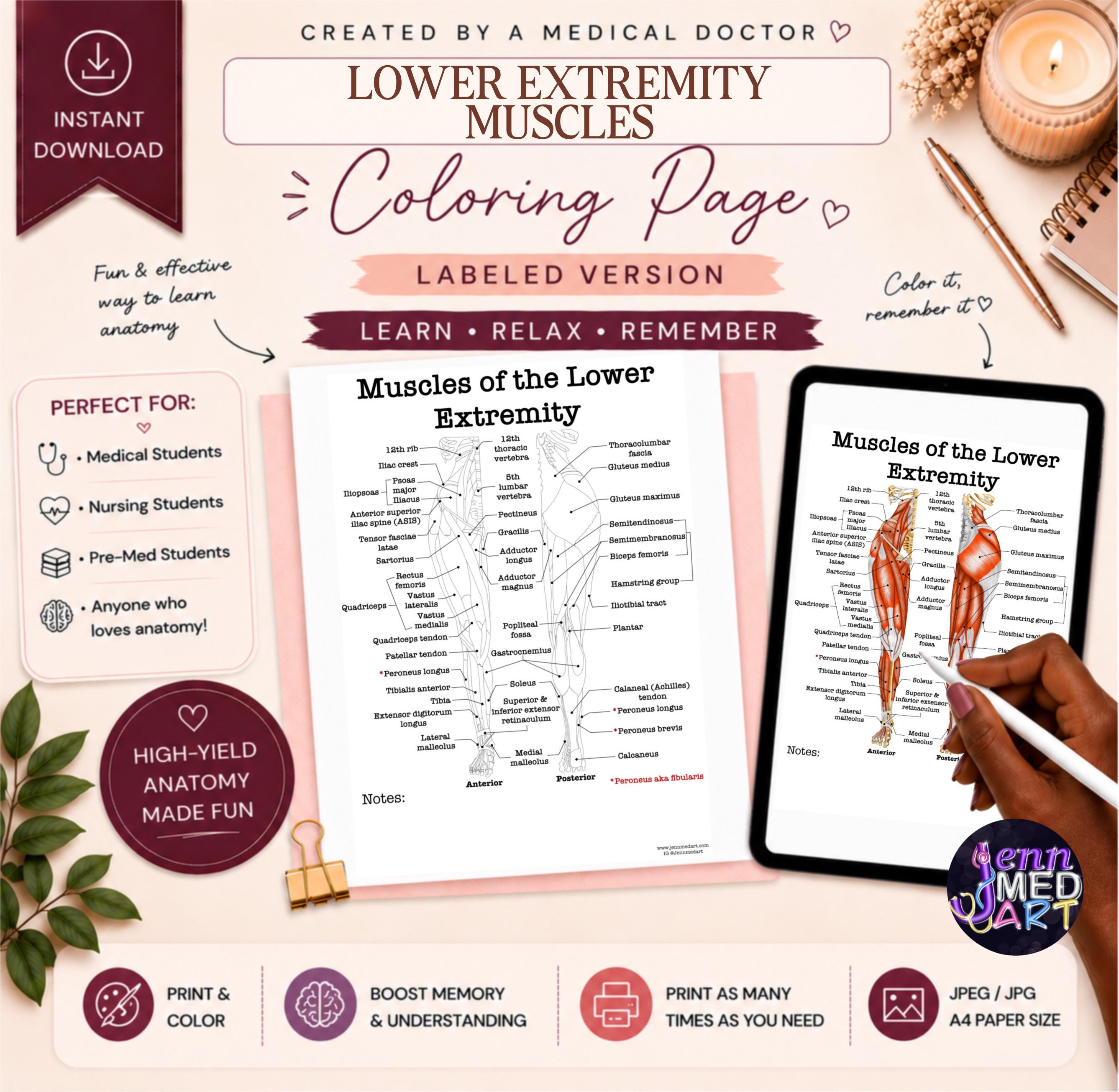 Lower Extremity Muscles Coloring Page | Labeled | Leg Muscle Study ...