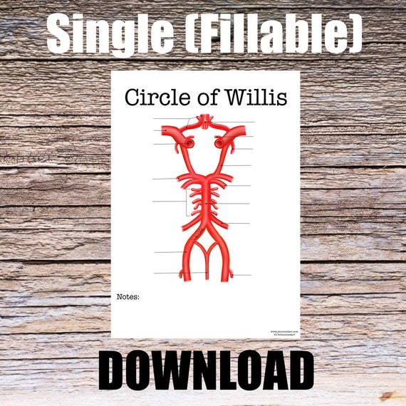 Circle of Willis Anatomy Worksheet- Single FILLABLE- Digital Download Human Anatomy Notes Anatomy Art Learning Anatomy Medical Poster Study