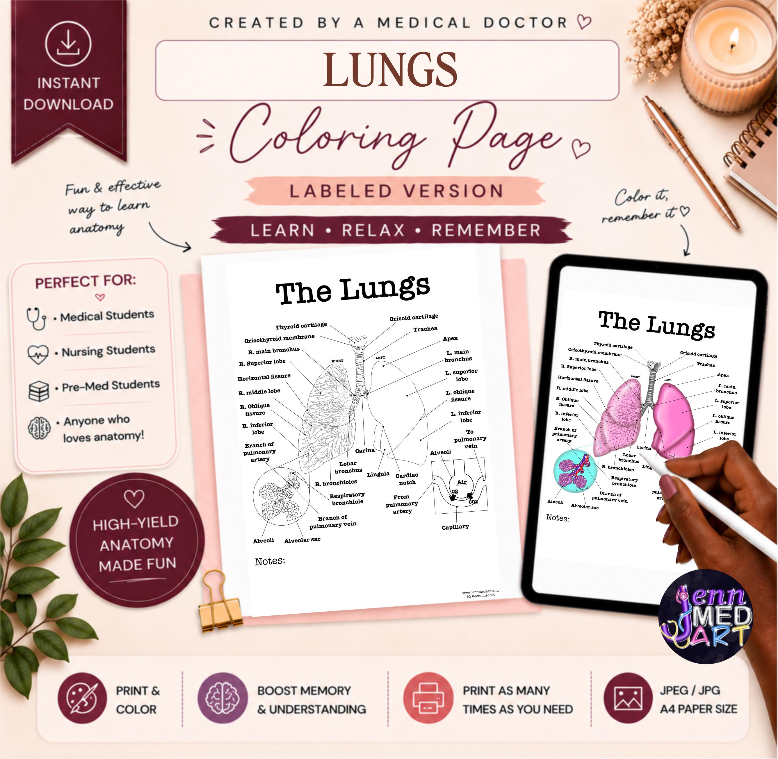 Lung Anatomy Coloring Page | Labeled | Respiratory System Study Guide ...