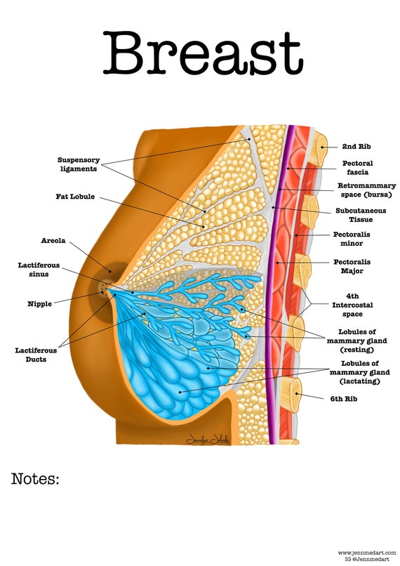 Breast Anatomy Worksheet Single FILLED Digital Download Human