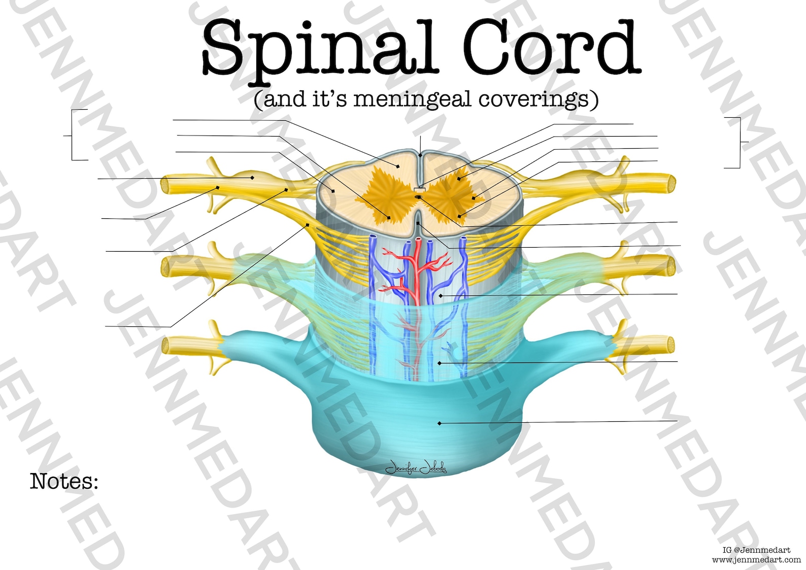 Spinal Cord Anatomy Worksheet- Single FILLABLE- Digital Download Human Anatomy Notes Anatomy Art ...