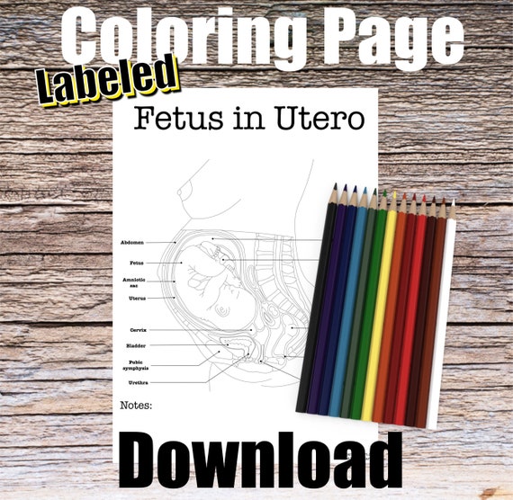 Fetus in Utero Anatomy Coloring Page- LABELED- Digital Download Fetal Anatomy Diagram Anatomy Worksheet Med RN Science Student Study Notes