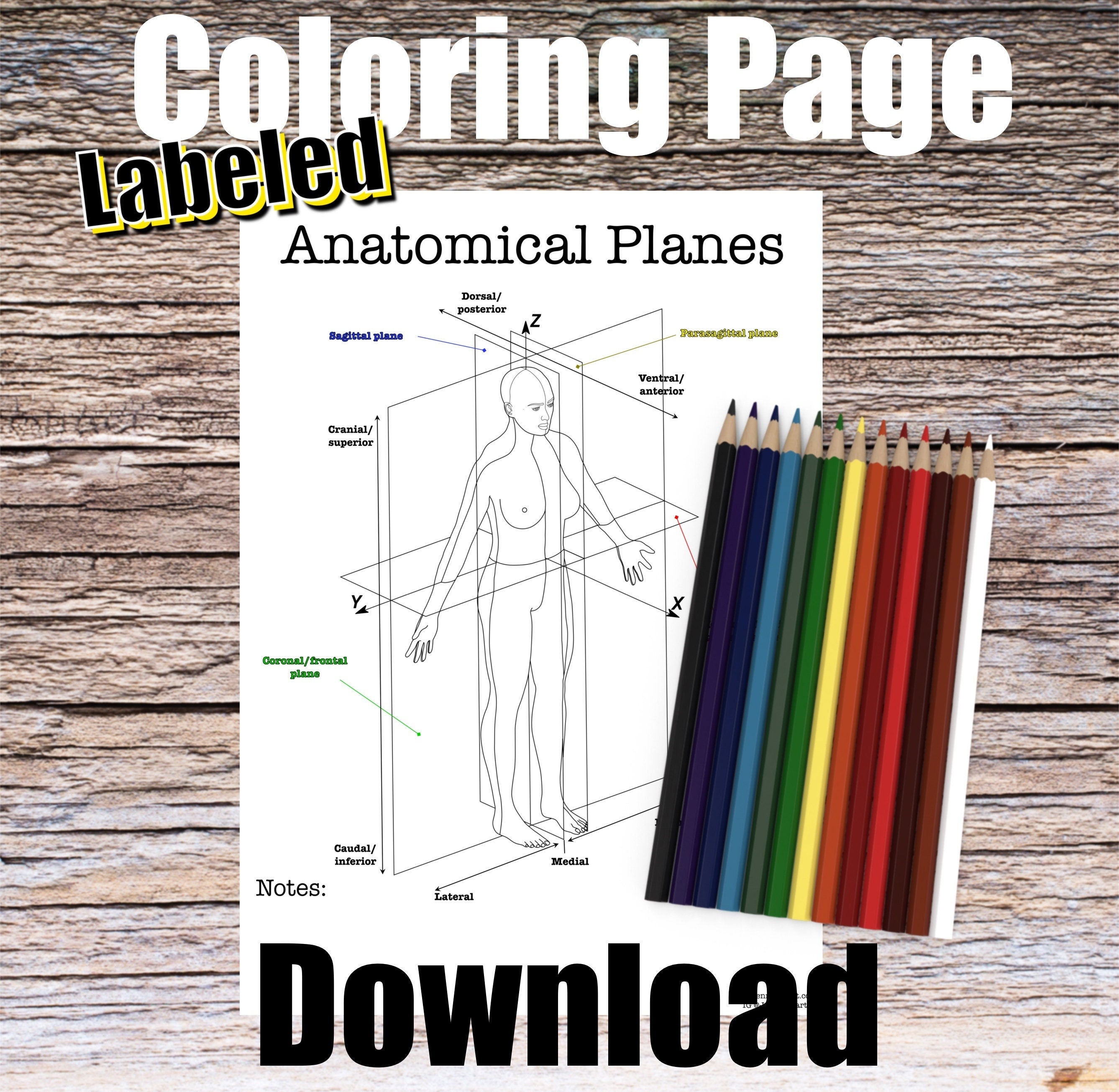 labeled anatomical position diagram