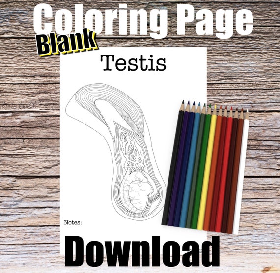 Testis Anatomy Coloring Page- BLANK- Digital Download Penis Scrotum Anatomy Diagram Anatomy Worksheet Med RN PA Science Student Study Notes