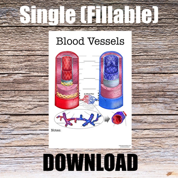 Blood Vessel Anatomy Worksheet- Single FILLABLE- Digital Download Human Anatomy Notes Anatomy Art Learning Anatomy Medical Poster Student