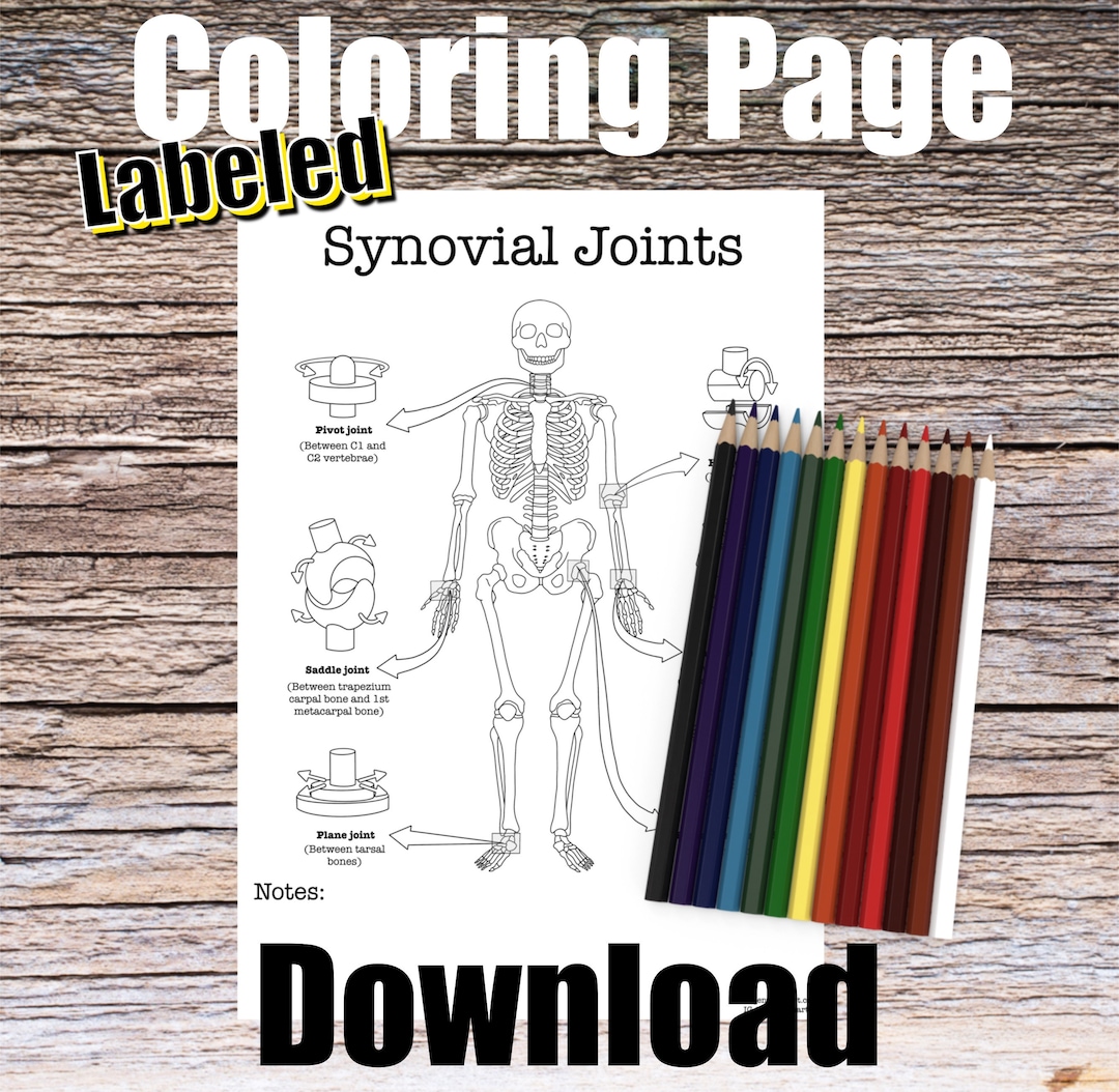 Synovial Joints Anatomy Coloring Page LABELED Digital Download Bone ...