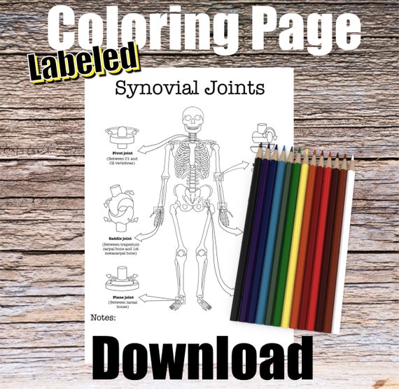 Synovial Joints Anatomy Coloring Page- LABELED- Digital Download Bone Joints Anatomy Diagram Anatomy Worksheet Med RN PA Student Study Guide