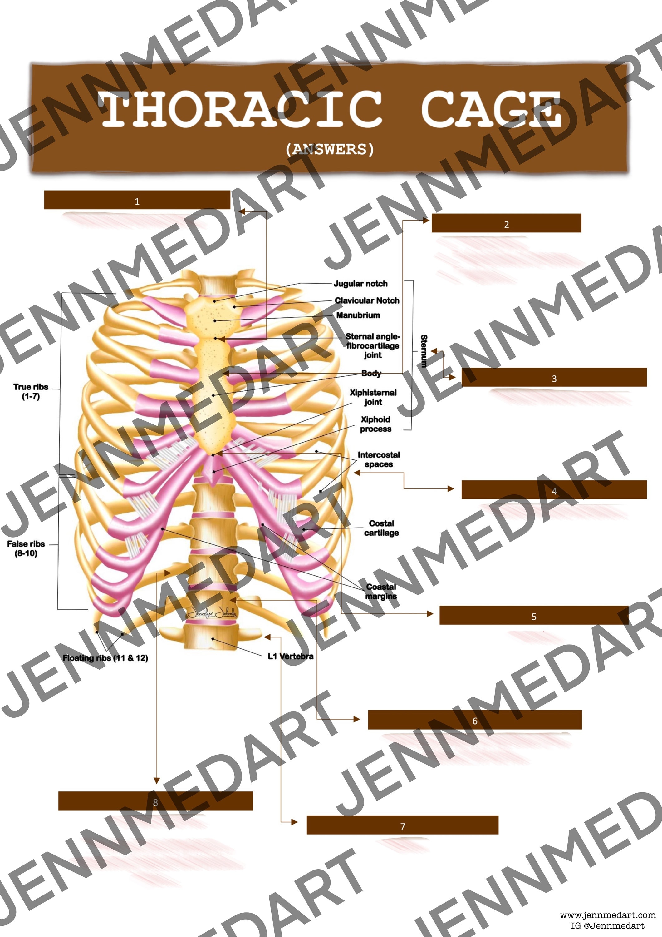 Thoracic Cage Anatomy QUIZ Worksheet Answers Digital Download