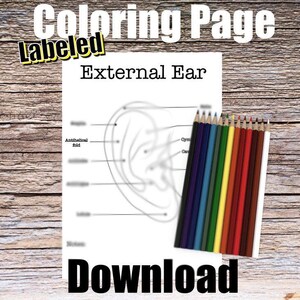 External Ear Anatomy Coloring Page- LABELED- Digital Download Auricle Anatomy Outer Ear Diagram Anatomy Worksheet Med RN Student Study Guide