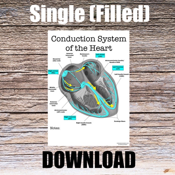 Conduction System of the Heart Anatomy Worksheet- Single FILLED- Digital Download Human Anatomy Note Learning Anatomy Medical Poster Student