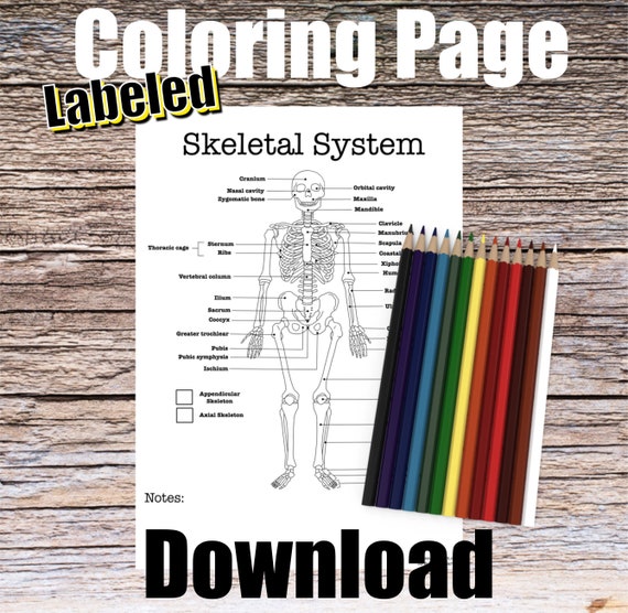 Skeletal System Anatomy Coloring Page- LABELED- Digital Download Skeleton Anatomy Diagram Anatomy Worksheet Student Study Guide Anatomy Art