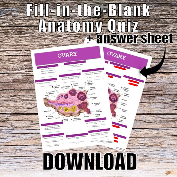 Ovary Anatomy QUIZ Worksheet + Answers - Digital Download Printable Anatomy Worksheet Med Nurse PA Science Biology Student Study Notes