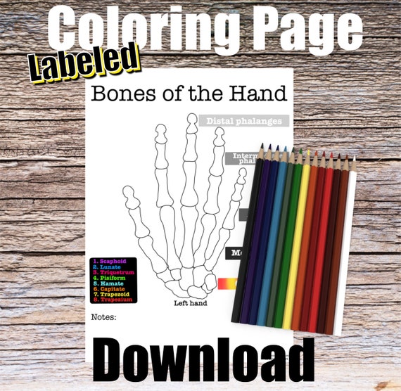 Bones of the Hand Anatomy Coloring Page- LABELED- Digital Download Finger Hand Anatomy Anatomy Worksheet Med RN Science Student Study Notes