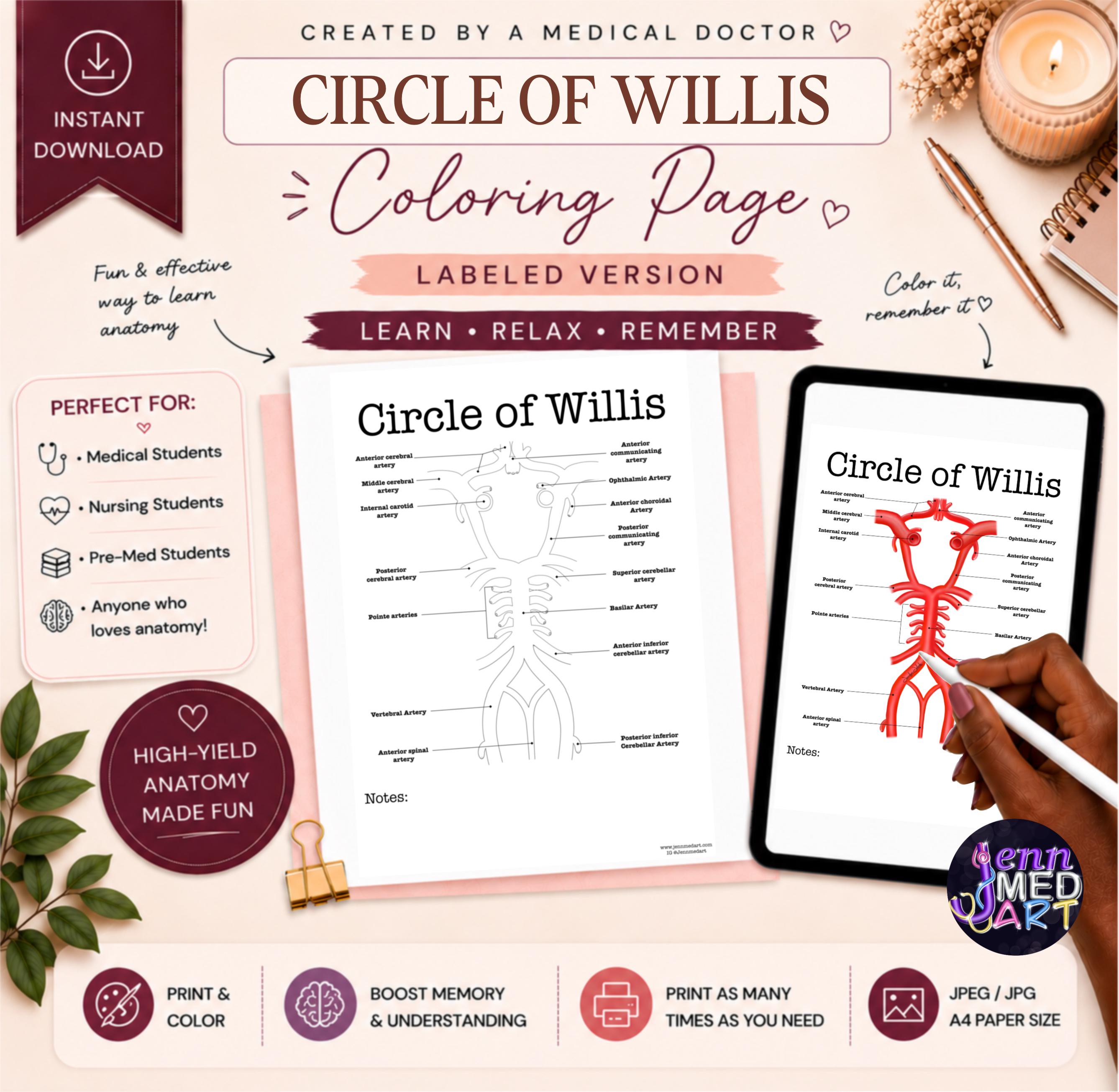 Circle of Willis Coloring Page | Labeled | Brain Blood Supply Study ...