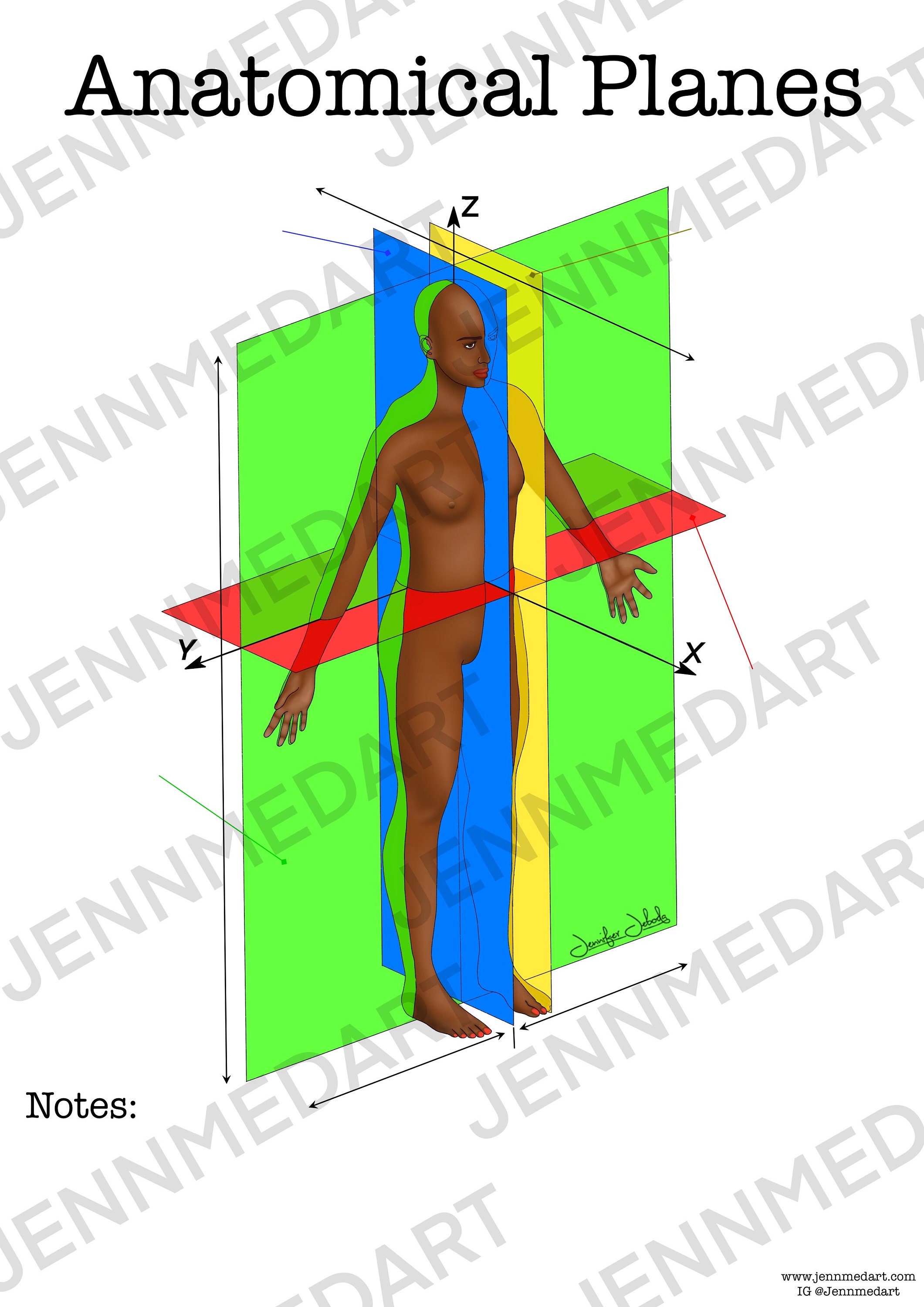 Anatomical Planes Anatomy Worksheet Single FILLABLE Digital Download