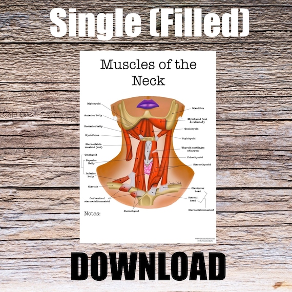 Muscles of the Neck Anatomy Worksheet- Single FILLED- Digital Download Human Anatomy Art Learning Anatomy Medical Poster Med RN PA Student