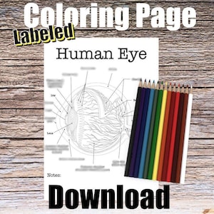Human Eyeball Anatomy Coloring Page- LABELED- Digital Download Eye Anatomy Diagram Anatomy Worksheet RN PA Ophthalmology Student Study Notes