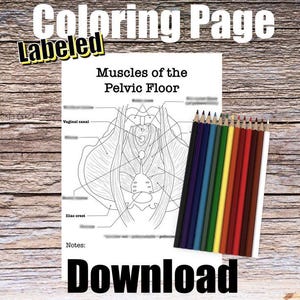 May include: A black and white line drawing of the muscles of the pelvic floor. The drawing is labeled with the names of the muscles and includes the text "Muscles of the Pelvic Floor". The drawing is on a white background. The image also includes a set of colored pencils.