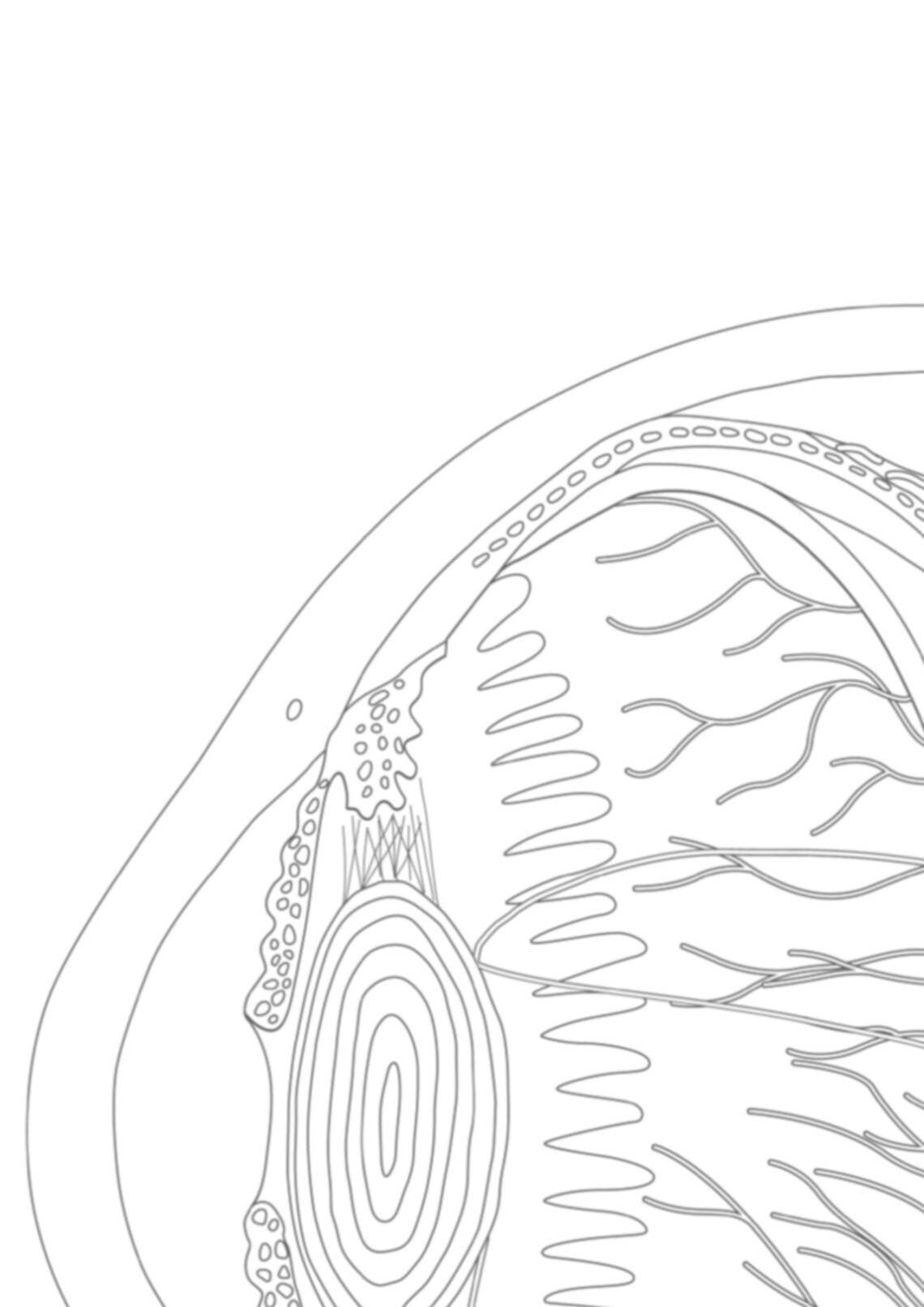 Human Eyeball Coloring Page | Unlabeled | Eye Anatomy Study Guide | RN ...