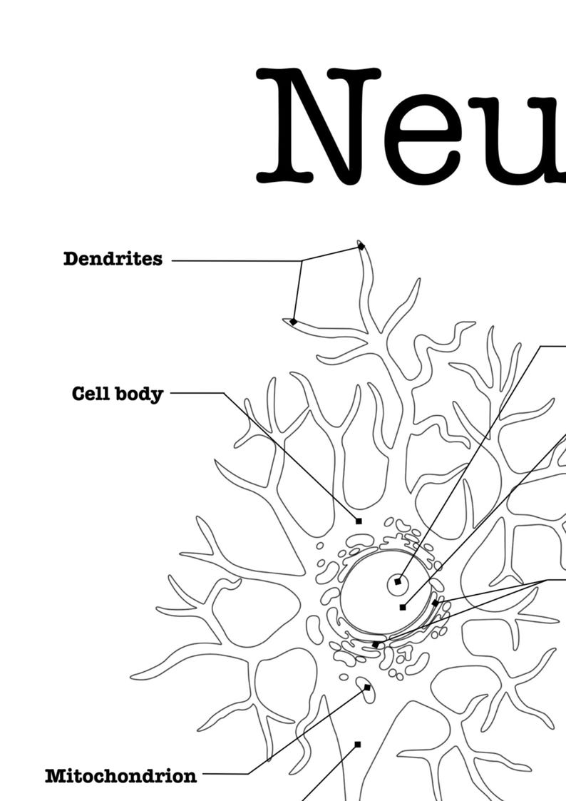 Neuron Anatomy Coloring Page | Labeled | Nervous System Study Guide ...