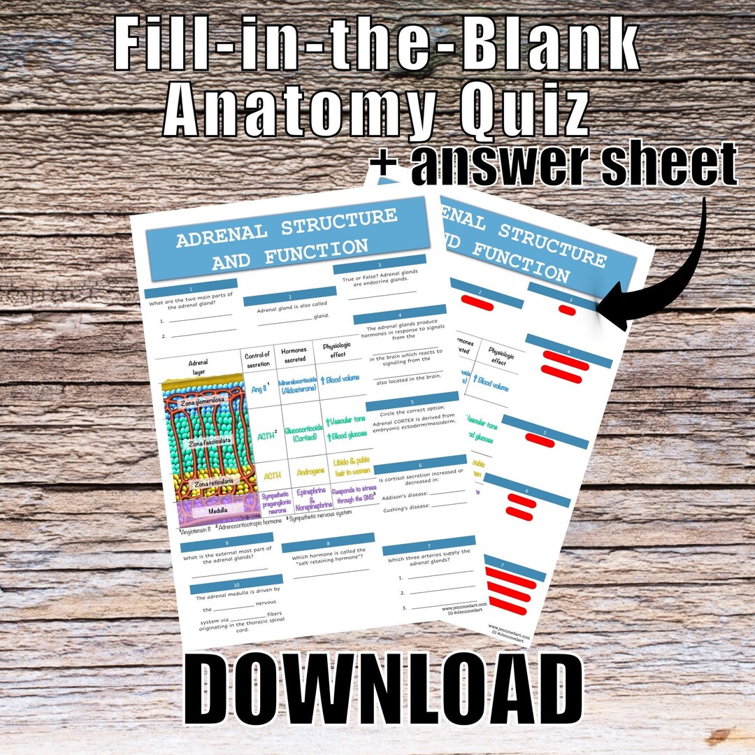 Adrenal Structure and Function Anatomy QUIZ Worksheet Etsy