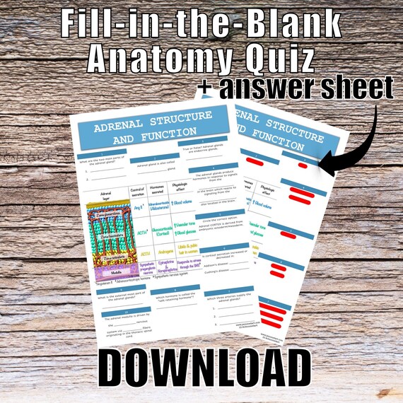 Adrenal Structure and Function Anatomy QUIZ Worksheet + Answers - Digital Download Printable Anatomy Worksheet Biology Student Study Notes