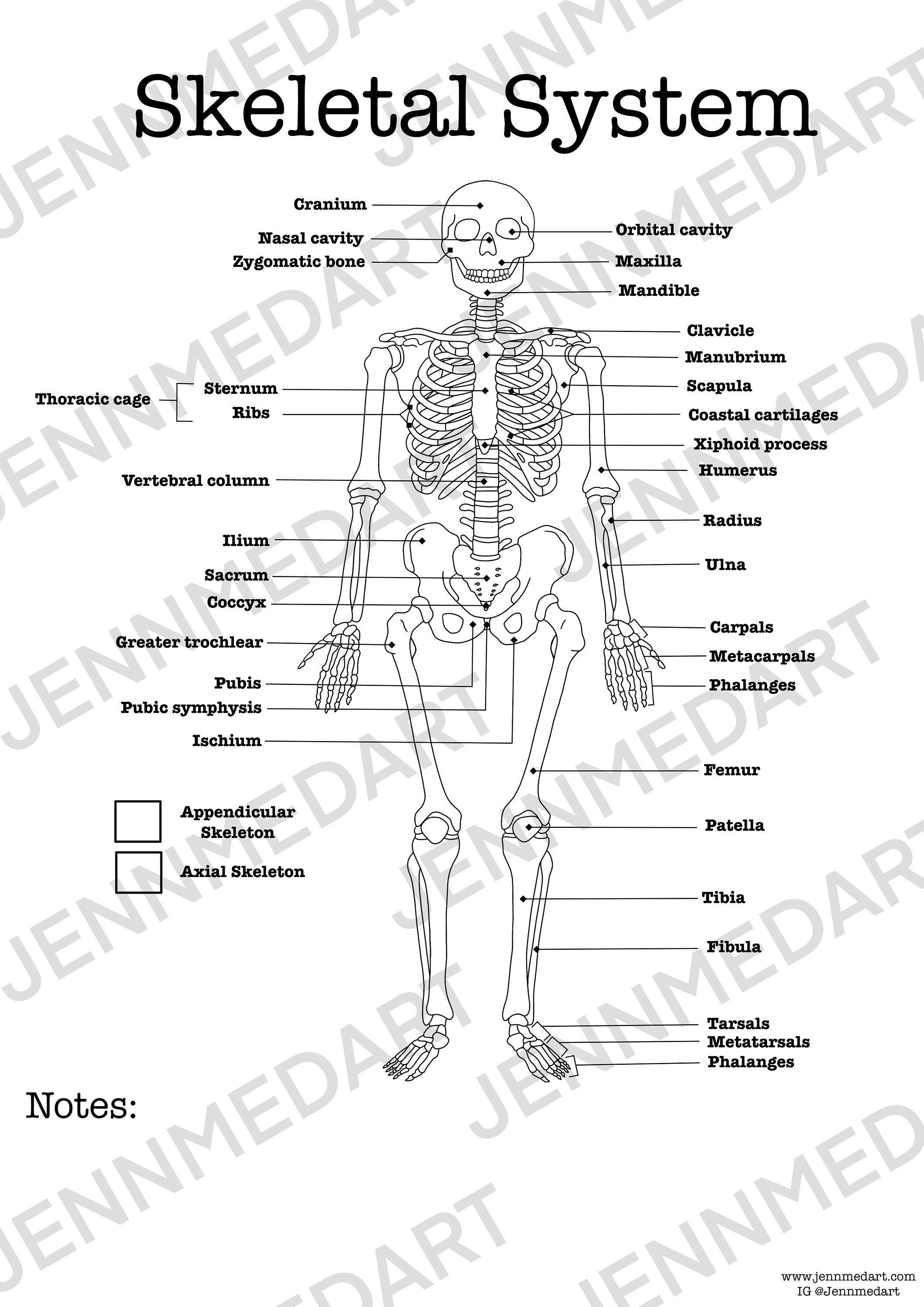 Skeletal System Anatomy Coloring Page- LABELED- Digital Download Skeleton  Anatomy Diagram Anatomy Worksheet Student Study Guide Anatomy Art