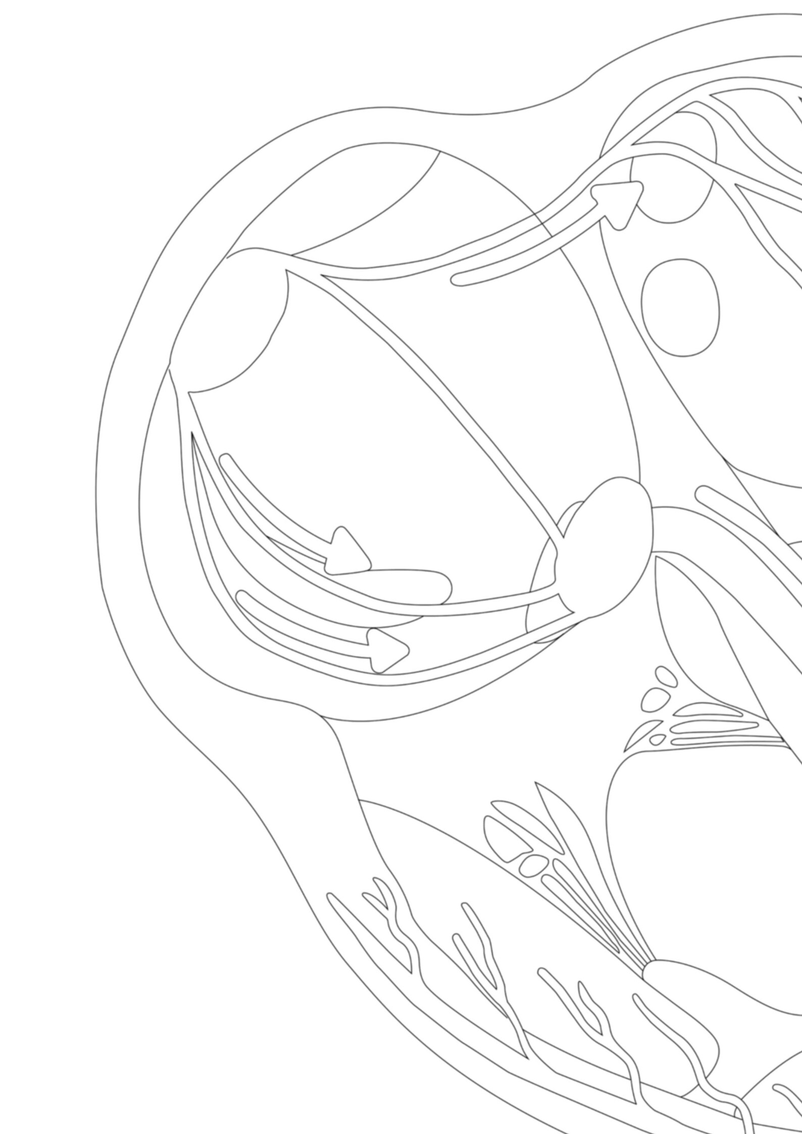 Heart Conduction System Coloring Page | Unlabeled | Cardiac Anatomy ...