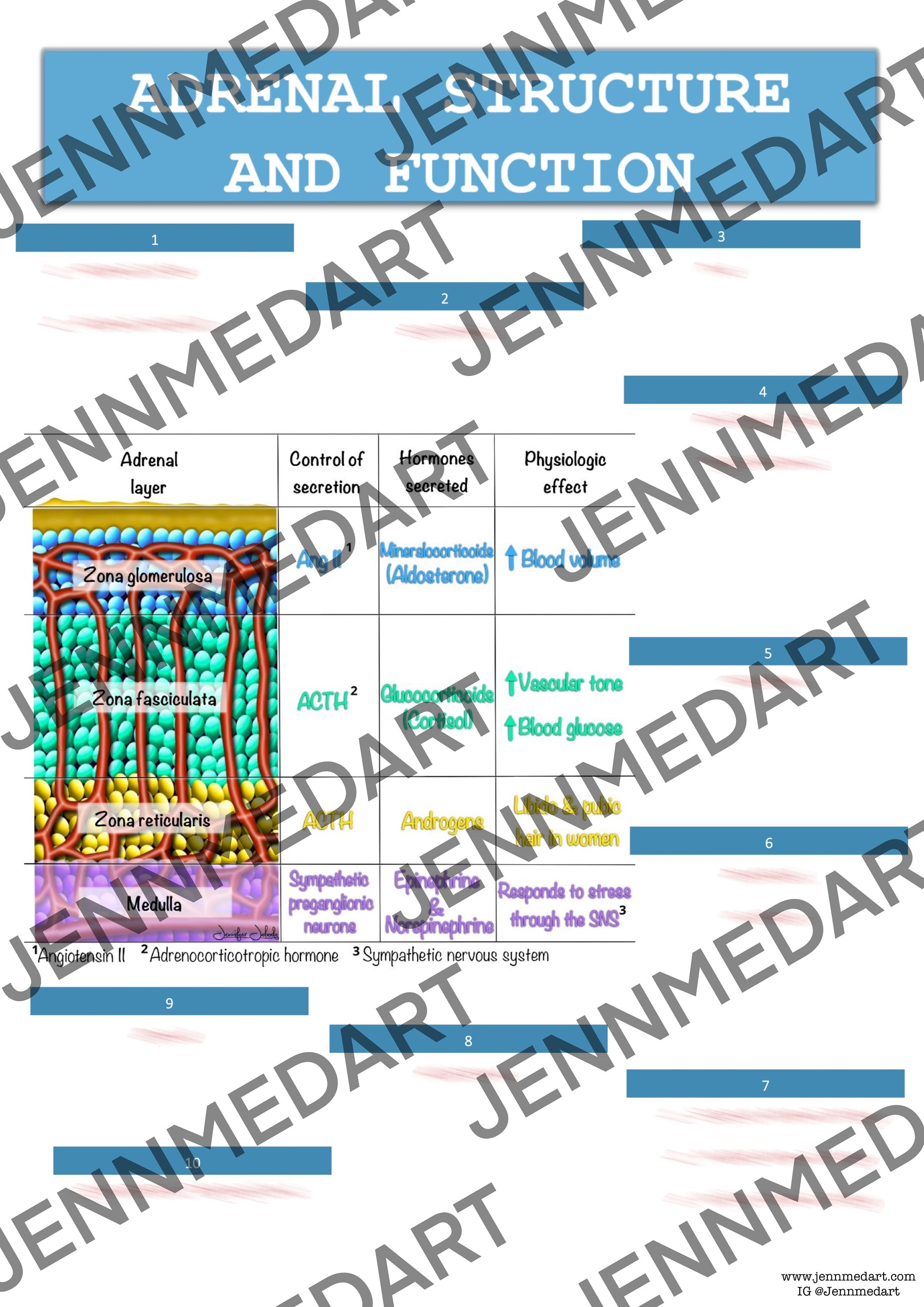 Adrenal Structure and Function Anatomy QUIZ Worksheet Answers Digital