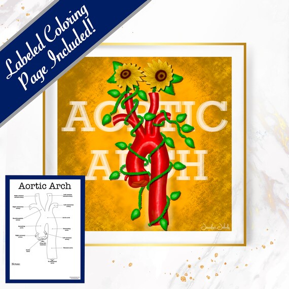 Sunflower Aortic Arch - 30x30, Digital Download Cardiologist Gift Heart Surgeon Gift Private Practice Poster Cardiac Anatomy Wall Art