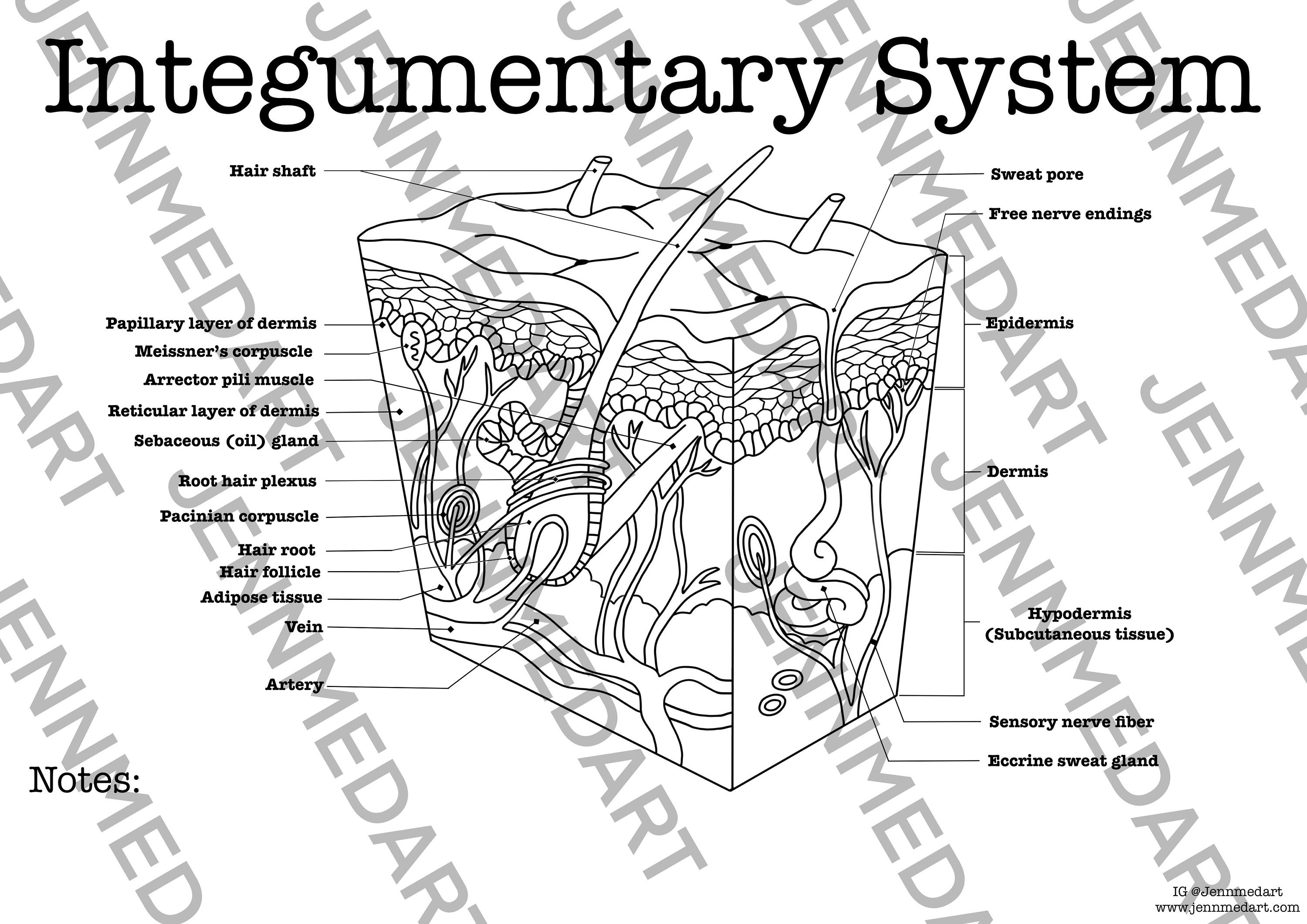 Integumentary Anatomy Coloring Page LABELED Digital Download Skin