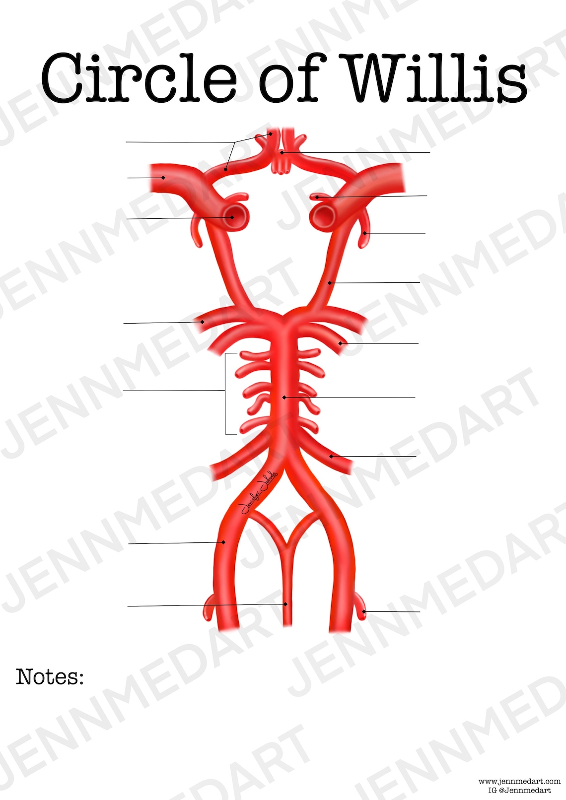 Circle of Willis Anatomy Worksheet- Single FILLABLE- Digital Download
