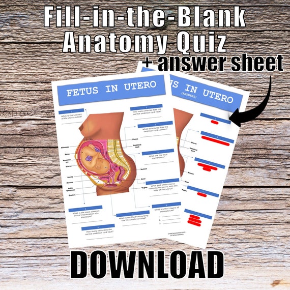 Fetus in Utero Anatomy QUIZ Worksheet + Answers - Digital Download Printable Anatomy Worksheet Med Nurse PA Biology Student Study Notes