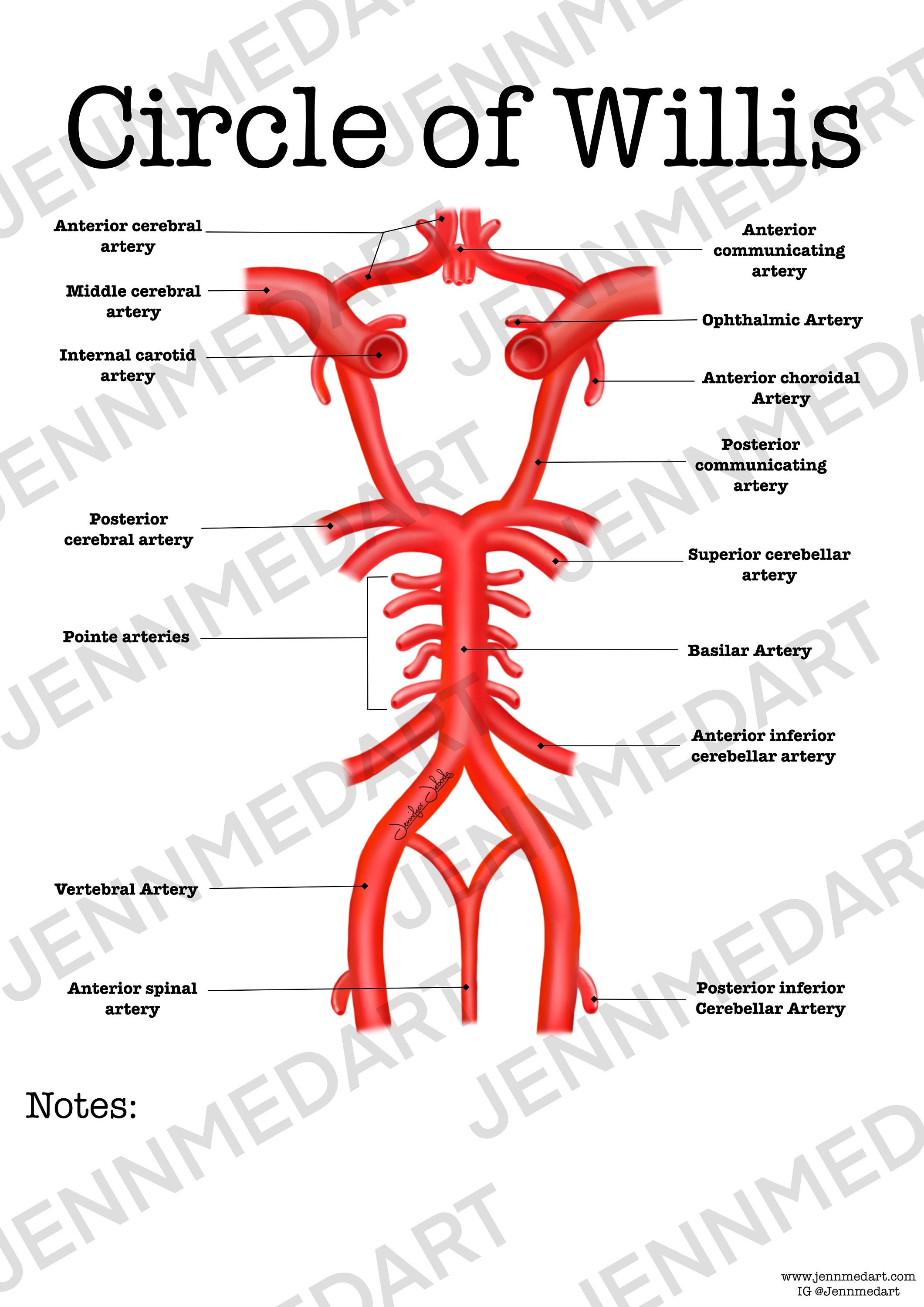 Circle of Willis Anatomy Worksheet- Single FILLED- Digital Download