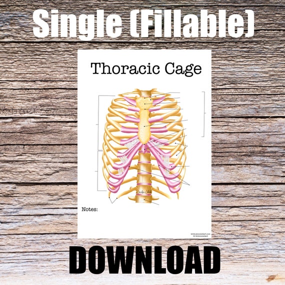 Thoracic Cage Anatomy Worksheet- Single FILLABLE- Digital Download Human Anatomy Notes Anatomy Art Learning Anatomy Medical Poster Student