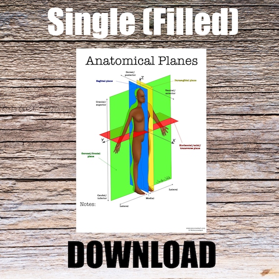 Anatomical Planes Anatomy Worksheet- Single FILLED- Digital Download Human Anatomy Chart Art Learning Anatomy Medical Poster Med Student