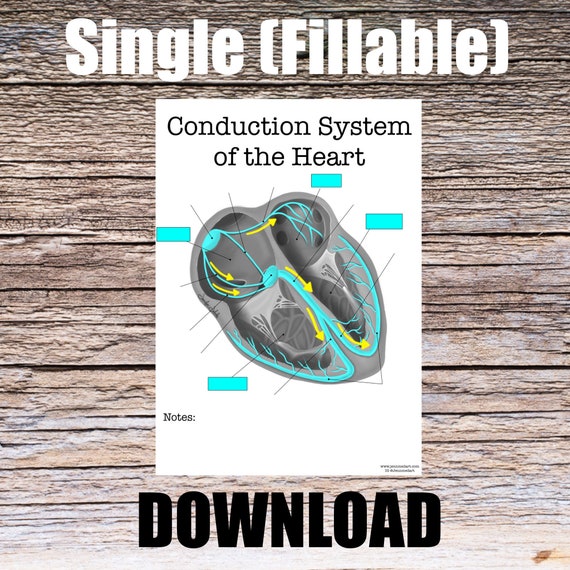 Conduction System of the Heart Anatomy Worksheet- Single FILLABLE- Digital Download Human Anatomy Note Learning Anatomy Medical Poster Study