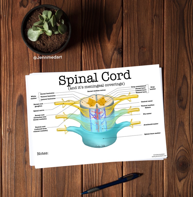 Spinal Cord Anatomy Worksheet Single FILLED Digital