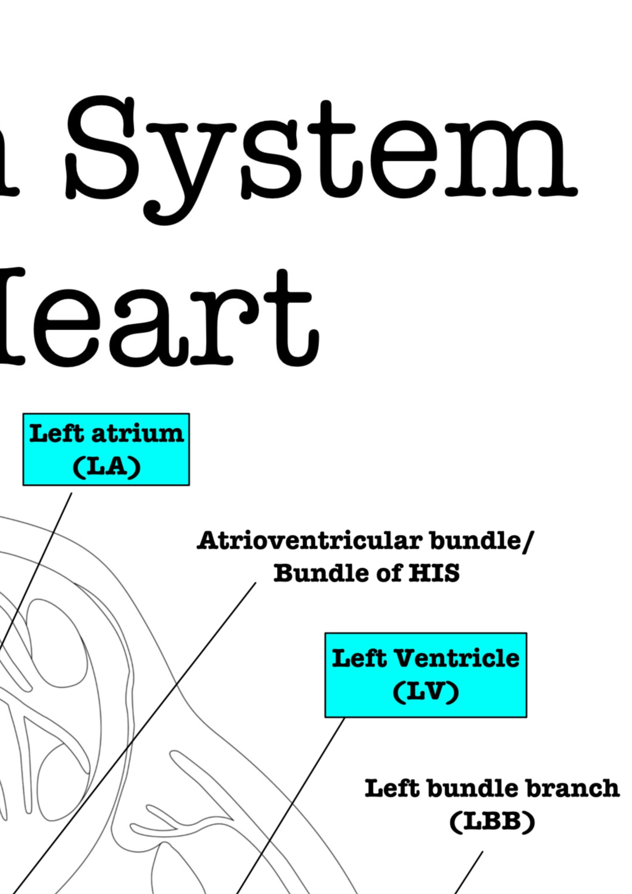 Heart Conduction System Coloring Page | Labeled | Cardiac Anatomy Study ...