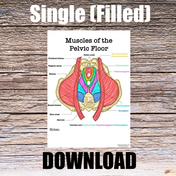 Pelvic Floor Anatomy Worksheet- Single FILLED- Digital Download Human Anatomy Notes Anatomy Art Learning Anatomy Medical Poster Student