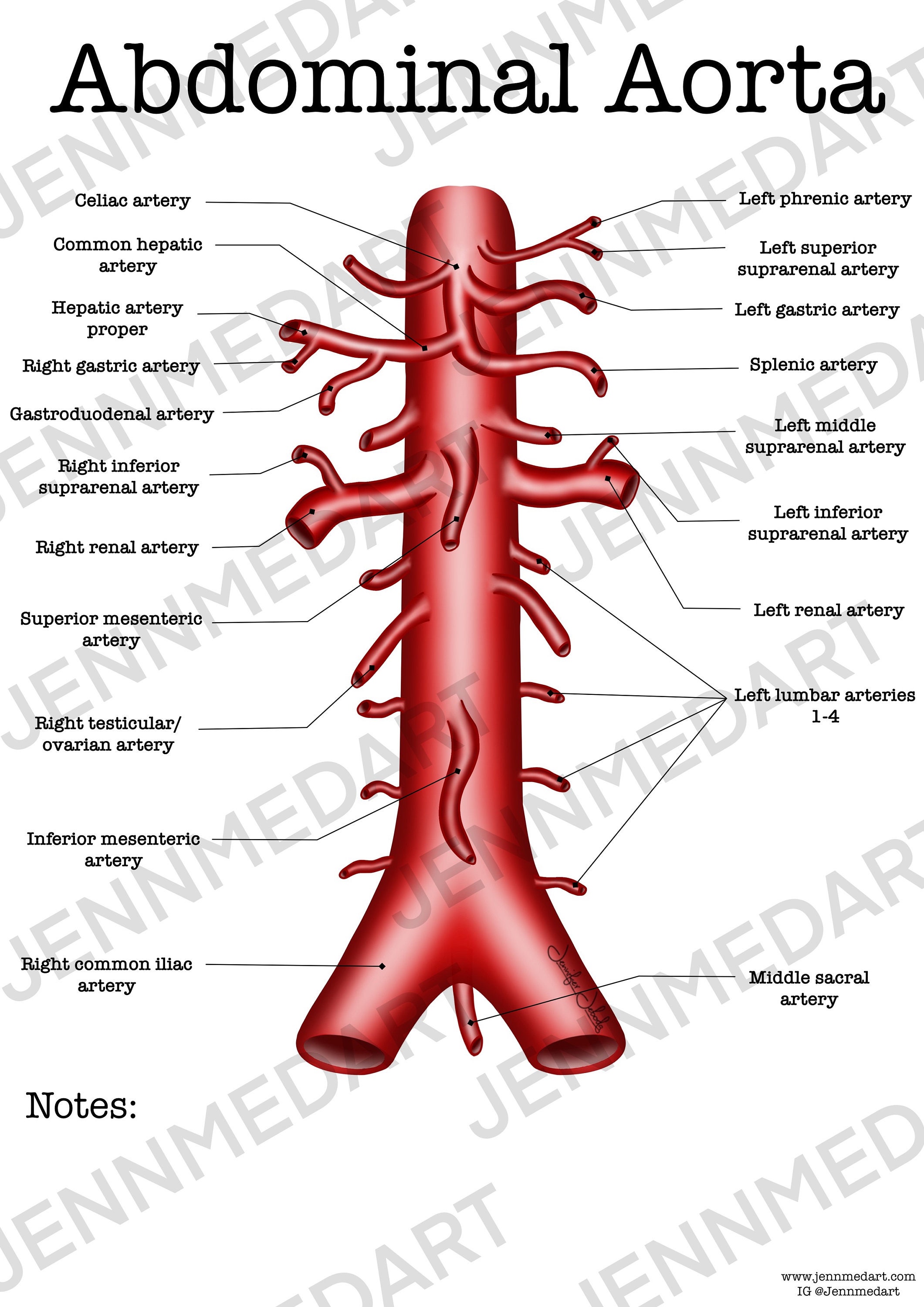 Abdominal Aorta Anatomy Worksheet Single FILLED Digital Download