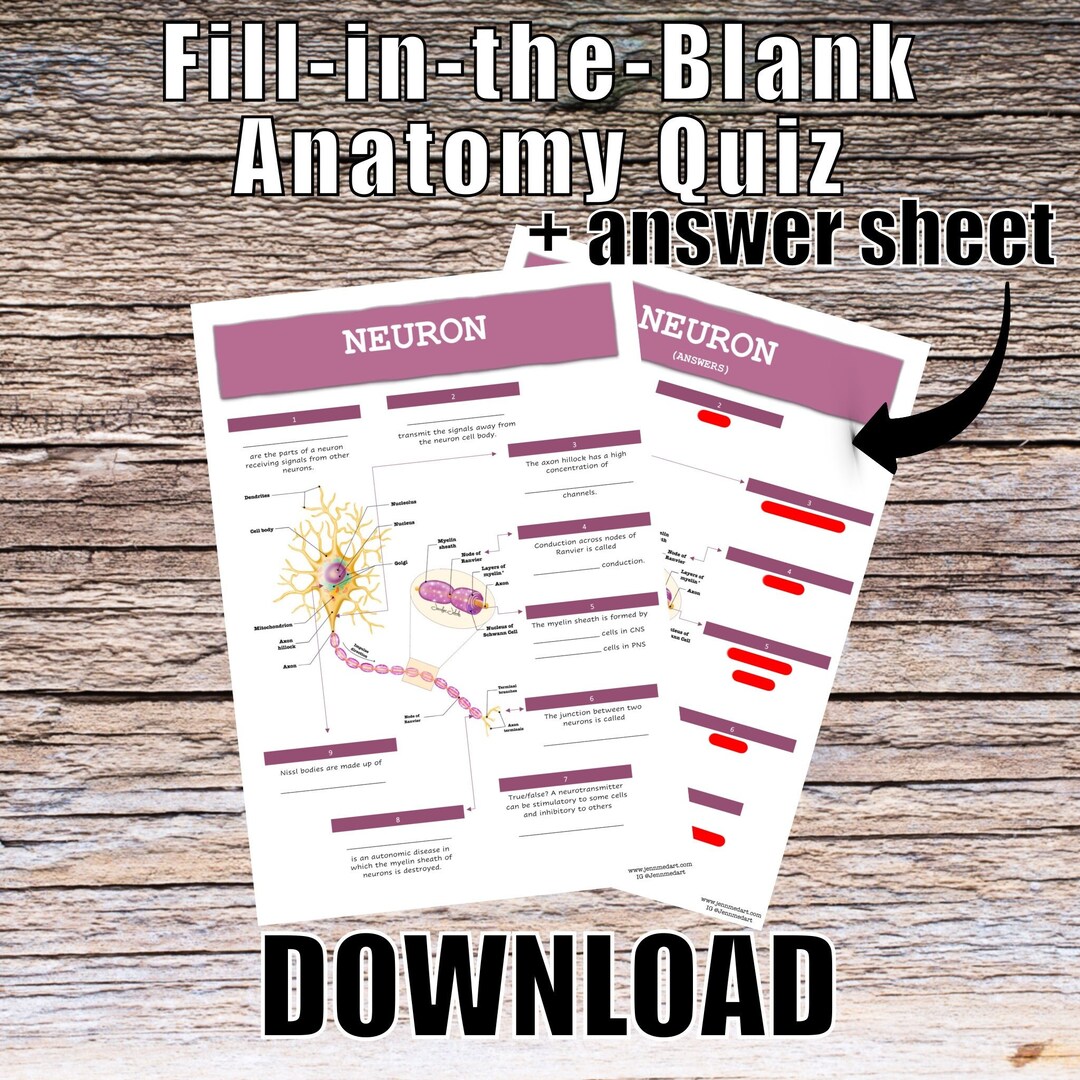 Neuron Anatomy QUIZ Worksheet Answers Digital Download Etsy