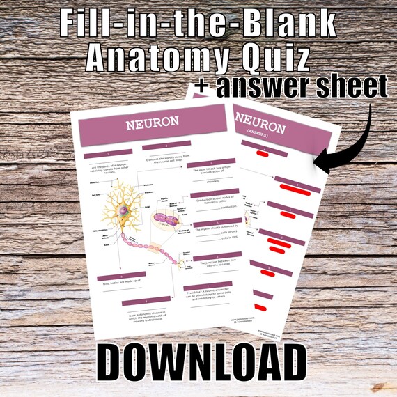 Neuron Anatomy QUIZ Worksheet + Answers - Digital Download Printable Anatomy Worksheet Med Nurse PA Science Biology Student Study Notes