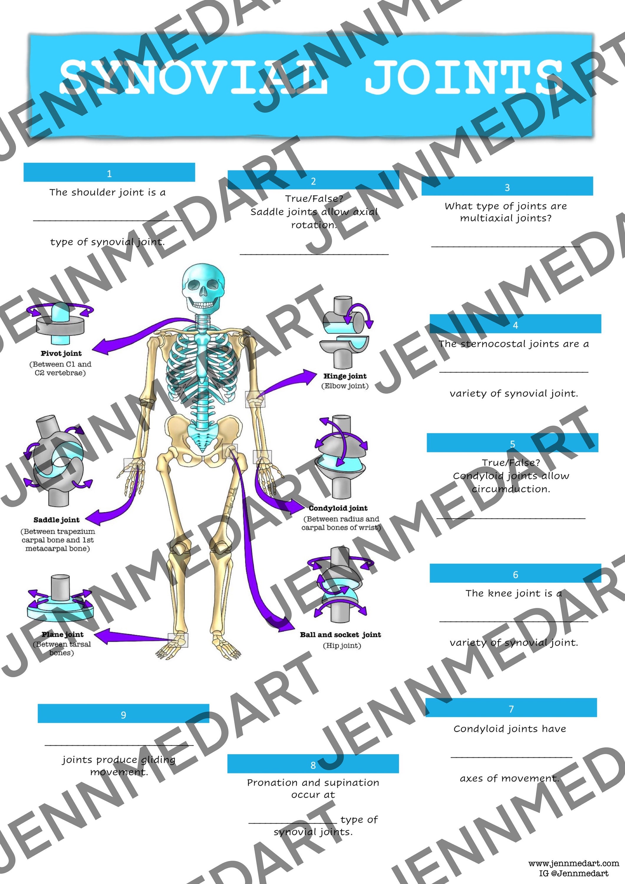 Synovial Joints Anatomy QUIZ Worksheet Answers Digital Download
