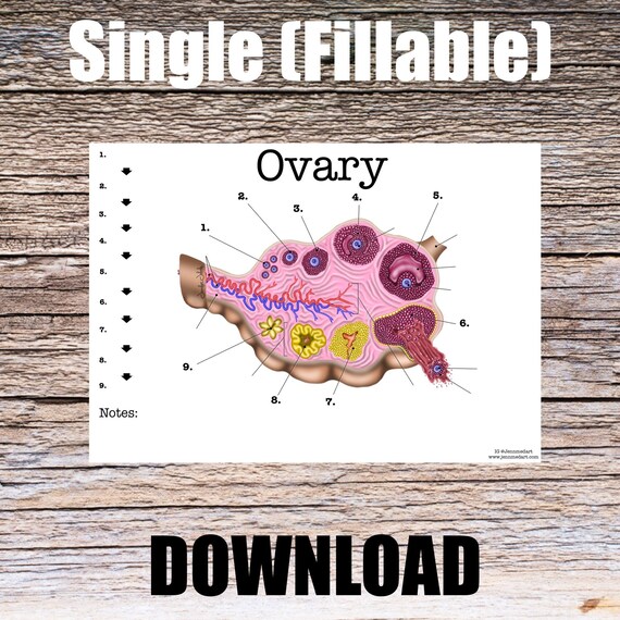 Ovary Anatomy Worksheet- Single FILLABLE- Digital Download Human Anatomy Notes Anatomy Art Learning Anatomy Medical Poster Med Student